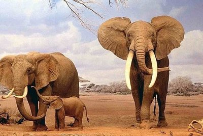 Bất đồng quan điểm Botswana "dọa" đưa 20.000 voi sang Đức