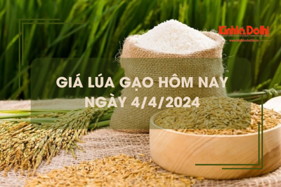 Giá lúa gạo hôm nay 4/4/2024: giá gạo tăng, giá lúa giảm 