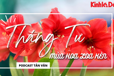 Podcast Tản văn: tháng Tư mùa hoa loa kèn
