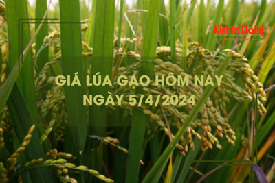 Giá lúa gạo hôm nay 5/4/2024: tăng nhẹ 50 - 200 đồng/kg 