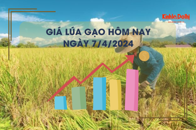 Giá lúa gạo hôm nay 7/4/2024: giá lúa neo cao 