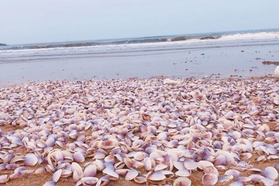 Hà Tĩnh: hàng tấn ngao tím dạt vào bờ biển