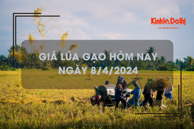 Giá lúa gạo hôm nay 8/4/2024: giá lúa dao động quanh mốc 7.200 - 8.000 đồng/kg