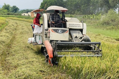 Quảng Ngãi: lúa Đông Xuân 2023-2024 được mùa, được giá