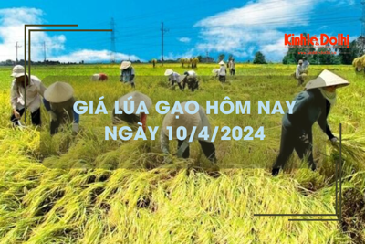 Giá lúa gạo hôm nay 10/4/2024: đồng loạt tăng 100 - 200 đồng/kg