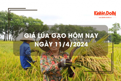 Giá lúa gạo hôm nay 11/4/2024: giá gạo tăng nhẹ 50 - 150 đồng/kg