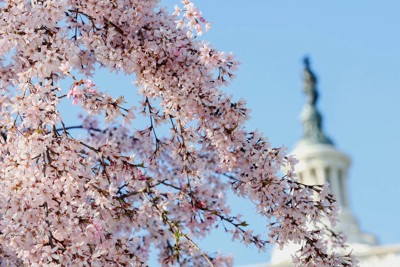 Nhật tặng Mỹ 250 cây hoa anh đào, củng cố tình hữu nghị hai nước