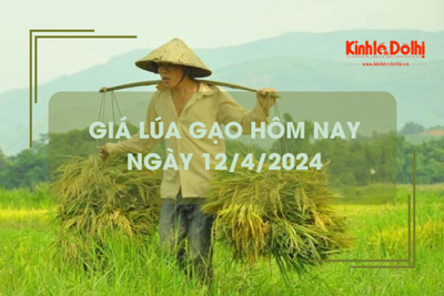 Giá lúa gạo hôm nay 12/4/2024: gạo đẹp kho mua khá, giá tăng 