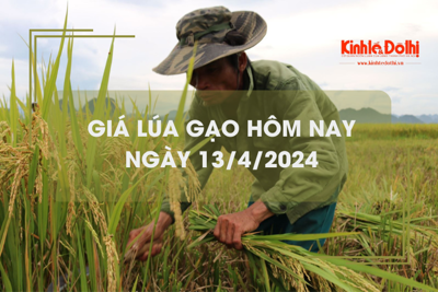 Giá lúa gạo hôm nay 13/4/2024: giá gạo tăng, giá lúa giảm 