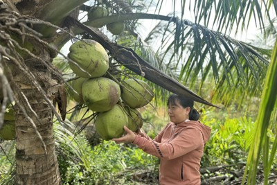 Trà Vinh: lần đầu tiên tổ chức Festival 100 năm cây dừa sáp 