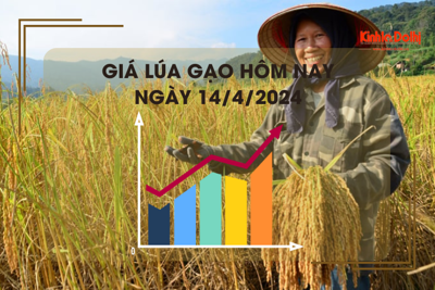 Giá lúa gạo hôm nay 14/4/2024: giá gạo xuất khẩu tăng giảm trái chiều