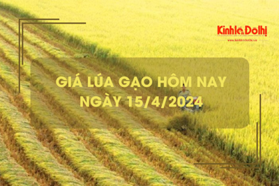 Giá lúa gạo hôm nay 15/4/2024: các kho hỏi mua lúa khô nhiều, giao dịch ổn định