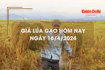 Giá lúa gạo hôm nay 16/4/2024: giá gạo tăng nhẹ 150 - 250 đồng/kg