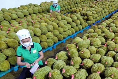 Liên kết sản xuất để tăng giá trị trái cây xuất khẩu