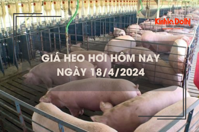 Giá heo hơi hôm nay 18/4/2024: tiếp tục tăng 1.000 đồng/kg