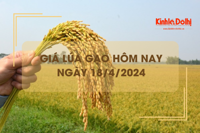 Giá lúa gạo hôm nay 18/4/2024: giá gạo tiếp tục giảm nhẹ 50 đồng/kg