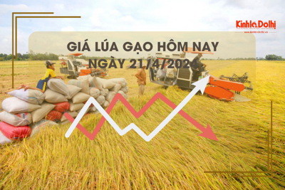 Giá lúa gạo hôm nay 21/4/2024: tăng nhẹ 100 - 200 đồng/kg 