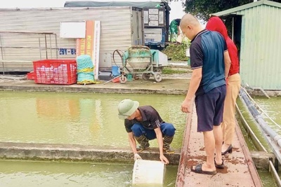 Huyện Thanh Trì hỗ trợ cá giống cho mô hình nuôi thủy sản theo hướng VietGAP