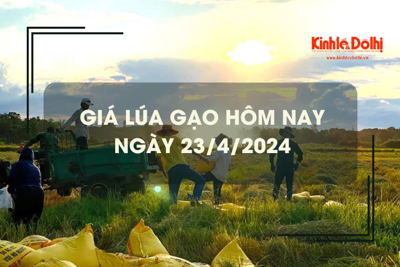 Giá lúa gạo hôm nay 23/4/2024: giá gạo giảm nhẹ 