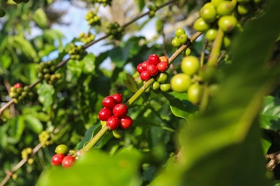 Giá cà phê hôm nay 23/4: Robusta vẫn tăng tiếp, trong nước hướng tới 130.000 đồng/kg