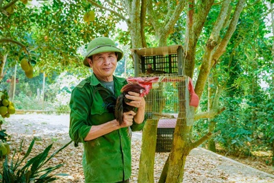 Quảng Bình: lão nông thuần hoá thành công giống gà rừng