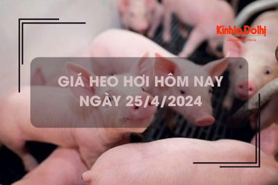 Giá heo hơi hôm nay 25/4/2024: tăng 1.000 đồng/kg tại các tỉnh phía Nam