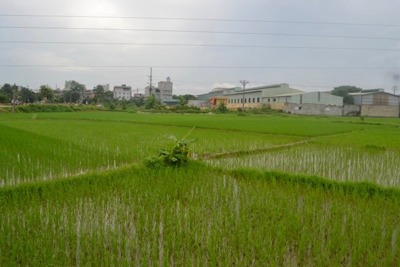 Huyện Sóc Sơn: đề phòng nguy cơ ngập úng 1.200ha sản xuất nông nghiệp ven sông