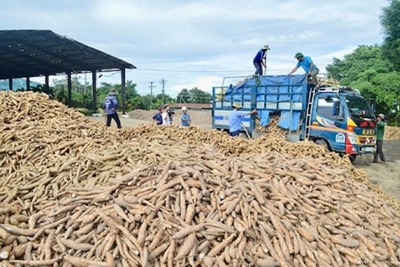 Bộ NN&PTNT: phấn đấu đến năm 2030, xuất khẩu ngành hàng sắn đạt 2 tỷ USD