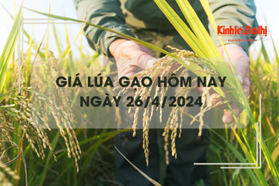 Giá lúa gạo hôm nay 26/4/2024: giá gạo quay đầu giảm nhẹ 200 đồng/kg