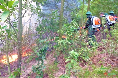 Nghệ An: tăng cường công tác phòng chống cháy rừng