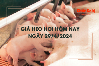 Giá heo hơi hôm nay 29/4/2024: biến động trái chiều 