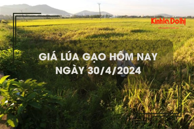 Giá lúa gạo hôm nay 30/4/2024: giá gạo giảm nhẹ 