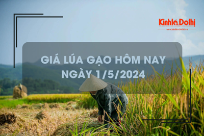 Giá lúa gạo hôm nay 1/5/2024: thị trường giao dịch chậm