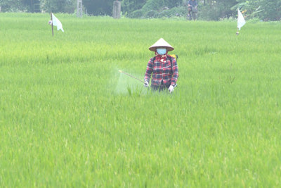 Thái Bình: phun thuốc phòng, trừ sâu bệnh cho 71.600ha lúa xuân