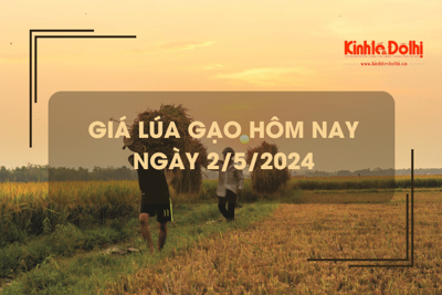 Giá lúa gạo hôm nay 2/5/2024: giao động từ 7.400 - 8.200 đồng/kg