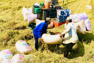 Lợi ích khi đưa thương lái vào tham gia chuỗi giá trị lúa gạo