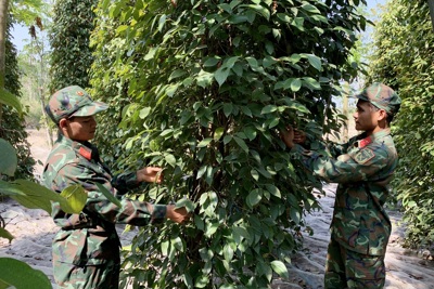 Giá tiêu hôm nay 4/5: tăng 2 ngày liền, giá tiêu các nước đều khởi sắc