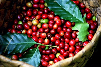 Giá cà phê hôm nay 7/5: xuống dưới 100.000 đồng/kg, cà phê còn giảm đến đâu?