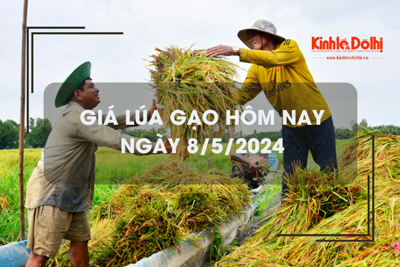 Giá lúa gạo hôm nay 8/5/2024: giá lúa gạo quay đầu giảm nhẹ 