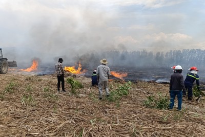 Khánh Hòa khống chế vụ cháy hàng chục ha rừng keo và mía lưu gốc