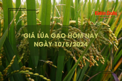 Giá lúa gạo hôm nay 10/5/2024: giá gạo tăng giảm trái chiều 