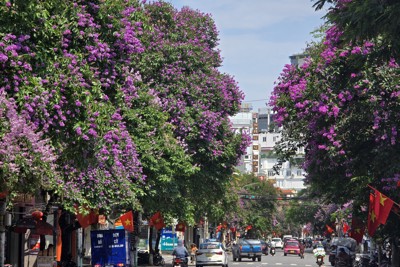 Hải Phòng: khu phố thương mại từ thời Pháp thuộc nhuộm tím màu hoa bằng lăng