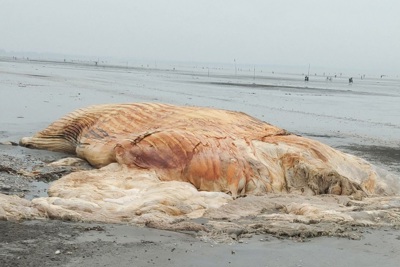 Nghệ An: phát hiện xác cá voi nặng trên 3 tấn dạt vào bờ biển 