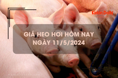 Giá heo hơi hôm nay 11/5/2024: tiếp tục tăng rải rác 1.000 đồng/kg