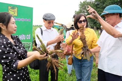 Huyện Sóc Sơn: hướng kinh tế mới từ cây ngưu bàng