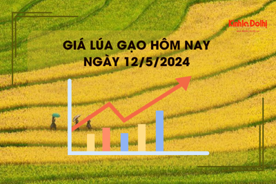 Giá lúa gạo hôm nay 12/5/2024: giá lúa tăng nhẹ 