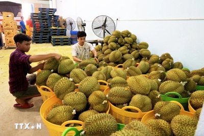 Sầu riêng Việt Nam xuất khẩu sang thị trường Trung Quốc tăng mạnh