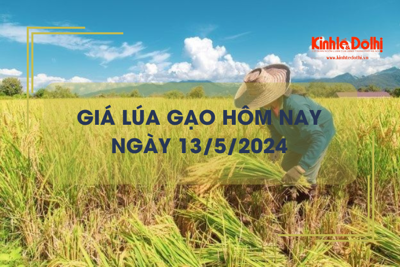 Giá lúa gạo hôm nay 13/5/2024: lúa khô duy trì ở mức cao