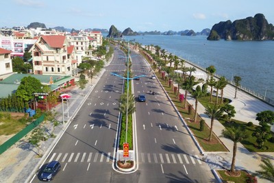 Rà soát các dự án trồng cây xanh tại Quảng Ninh năm 2019-2023