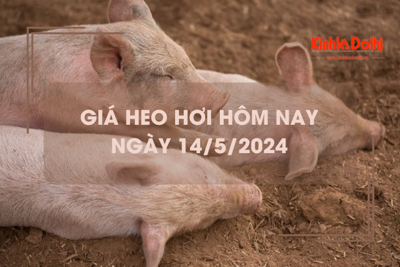 Giá heo hơi hôm nay 14/5/2024: duy trì đà tăng 1.000 - 2.000 đồng/kg trên cả nước